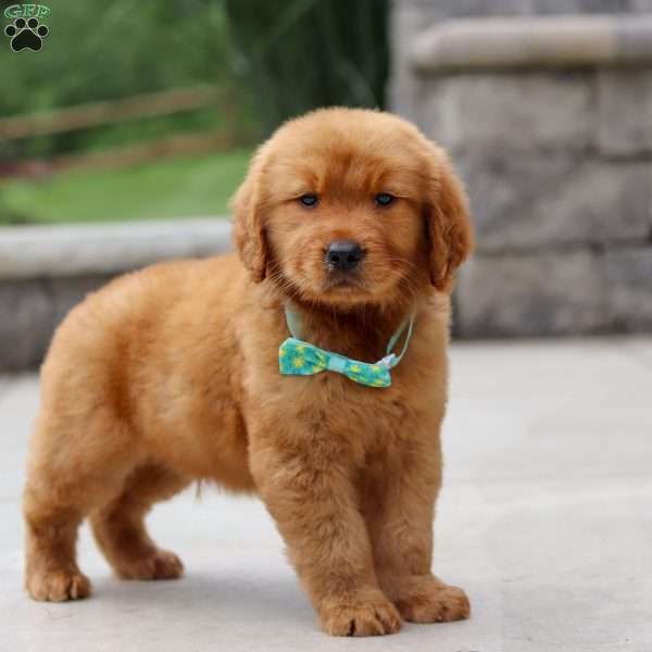 Tony, Golden Retriever Puppy